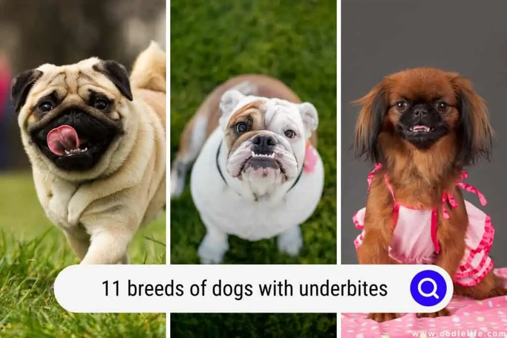 Cara mengatasi gigi bawah pada anjing