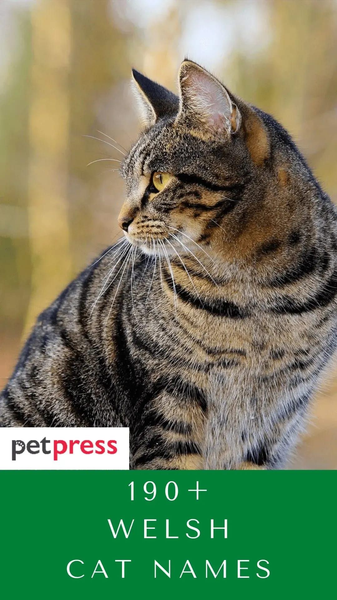 Nama Kucing Musim Panas 110