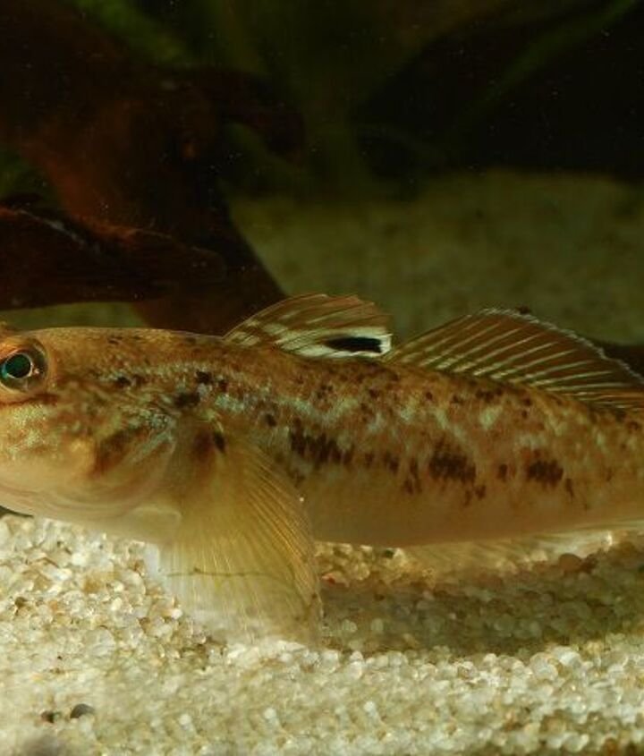 Ikan Umum yang Dimulai dengan Huruf P