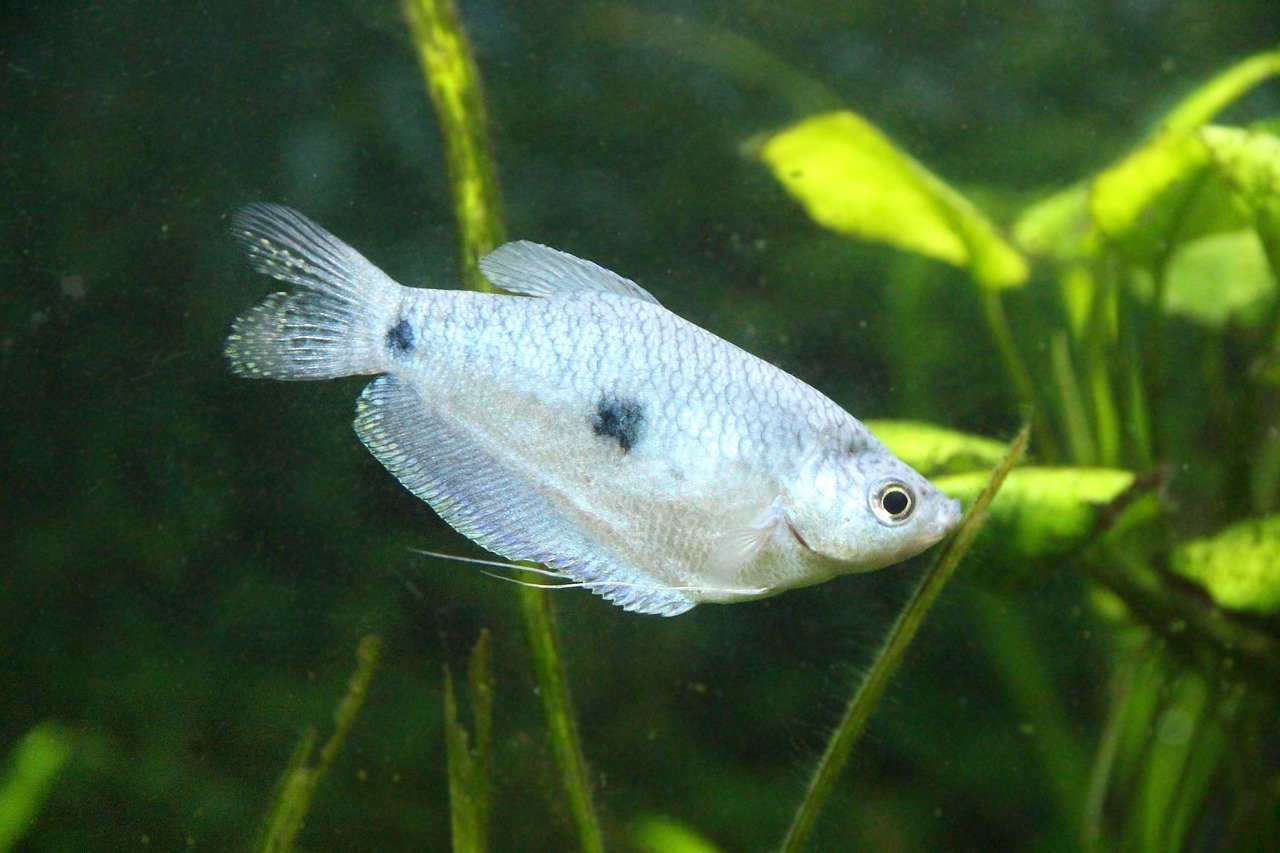 Profil Spesies Ikan Gourami Bulan