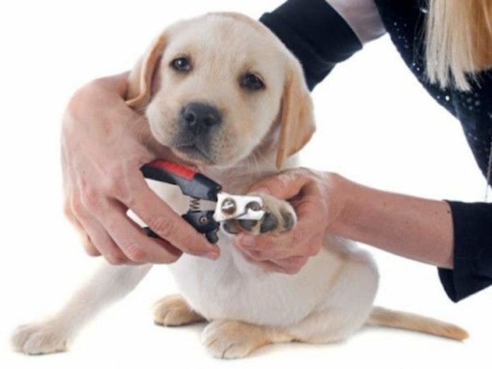 Mengapa Kucing Dewasa Saya Tidak Bermain?