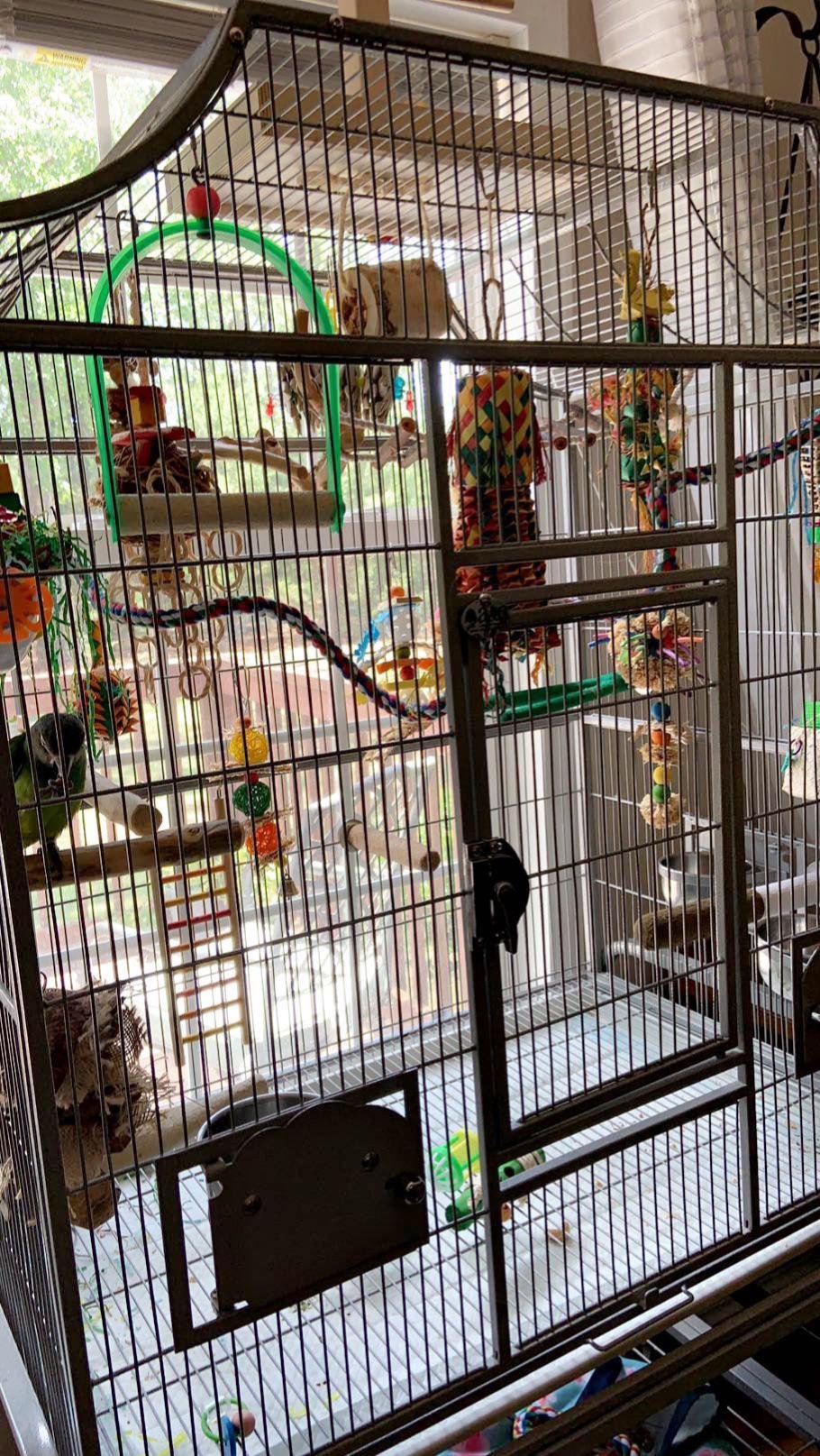 Cara memperkenalkan burung baru kepada burung beo