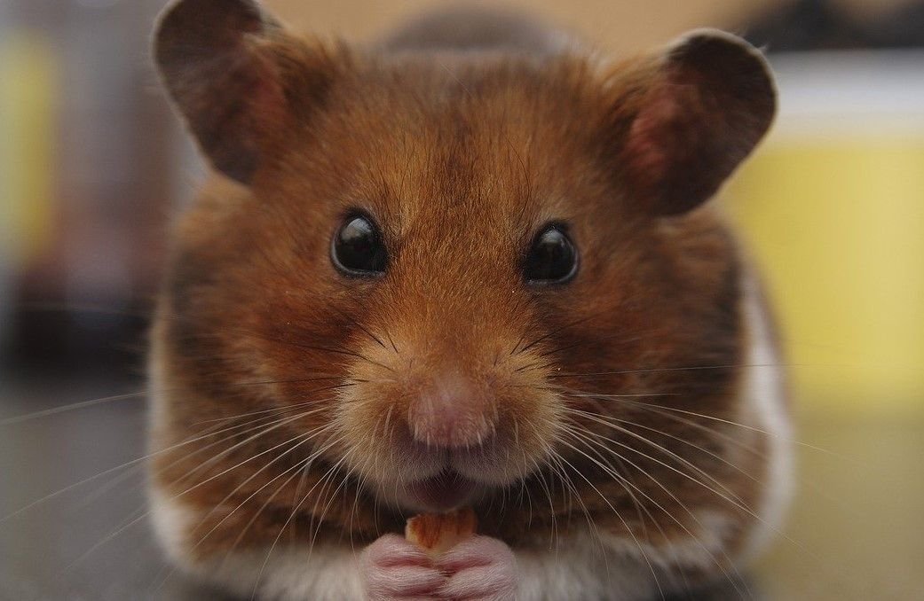 Cara melatih tikus Anda bermain dengan Anda