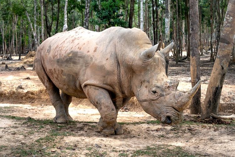 10 Hewan Terburuk yang Dibawa sebagai Peliharaan