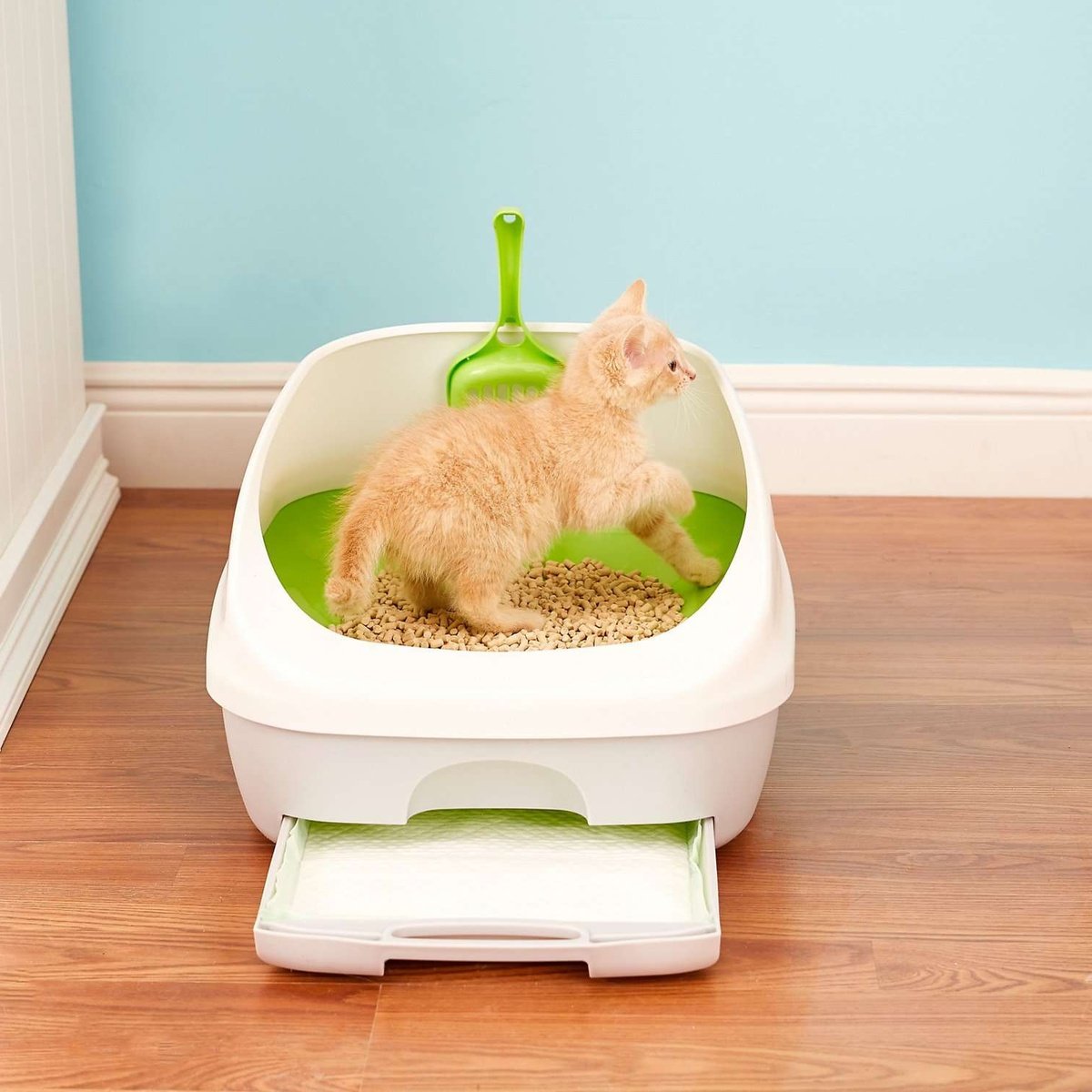 Cara menjaga kebersihan kotak kencing kucing Anda