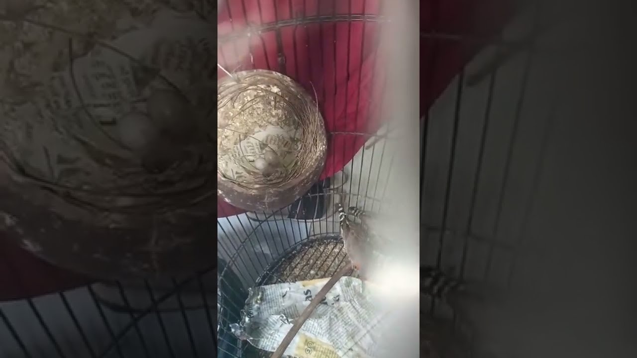 Fakta Menarik tentang Burung Finch