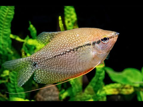 Profil Spesies Ikan Gourami Mutiara
