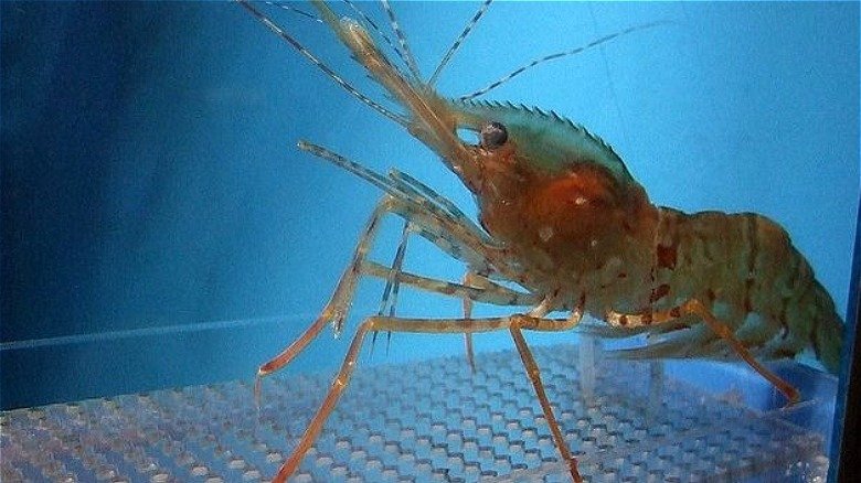 Profil Spesies Kerang Kuda (Kerang Mulut Gembok)