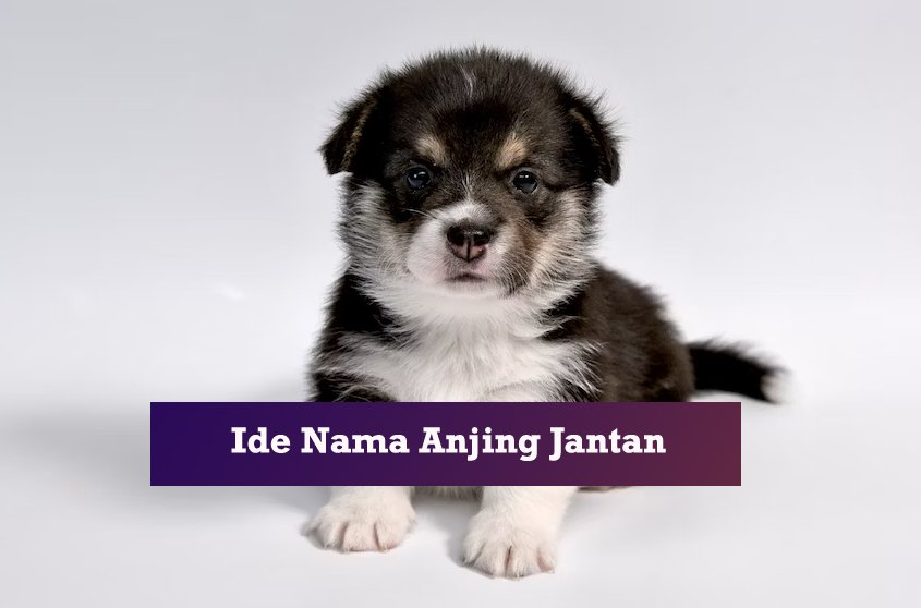 200+ Nama Anjing Jantan Unik