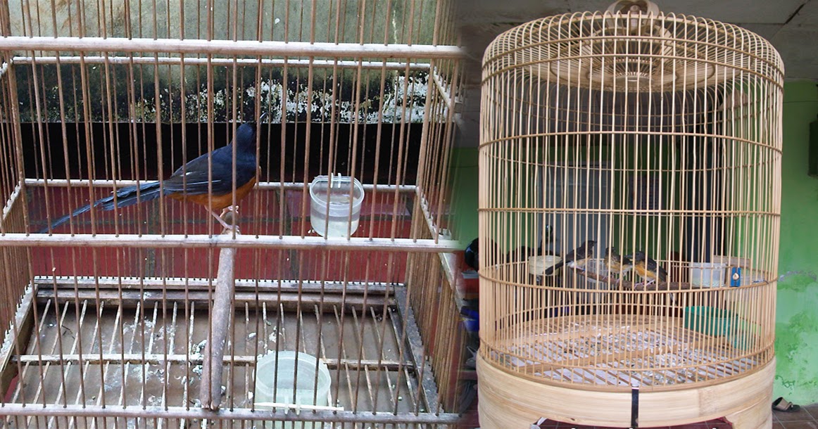 Cara menghentikan perilaku agresif pada burung peliharaan