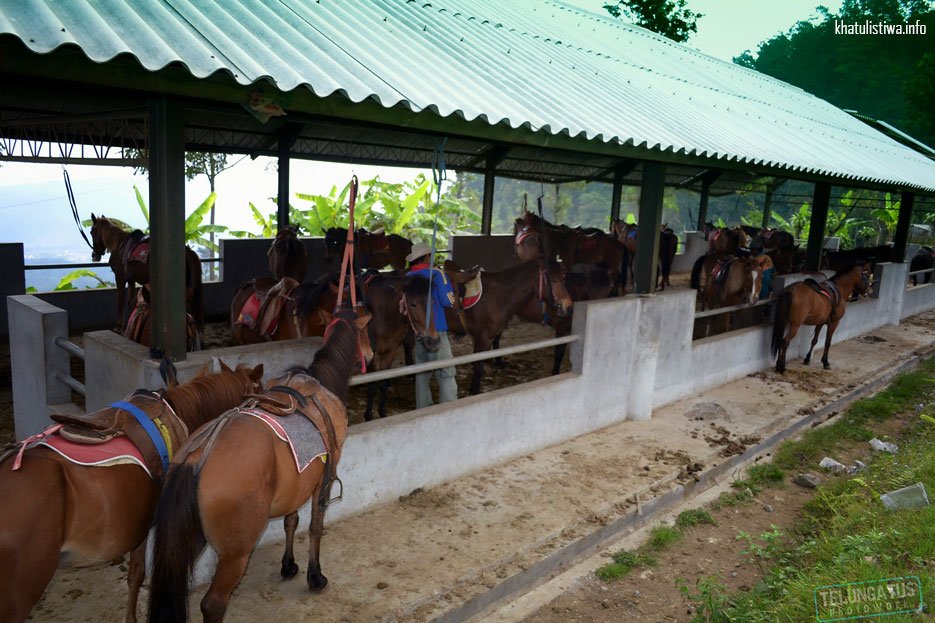 Semua yang Perlu Anda Ketahui tentang Colt