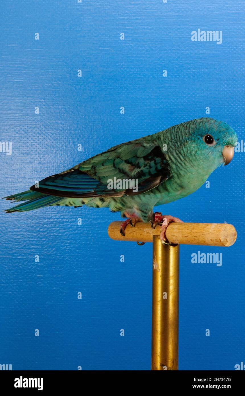 Parakeet Garis — Profil Lengkap, Sejarah, dan Perawatan