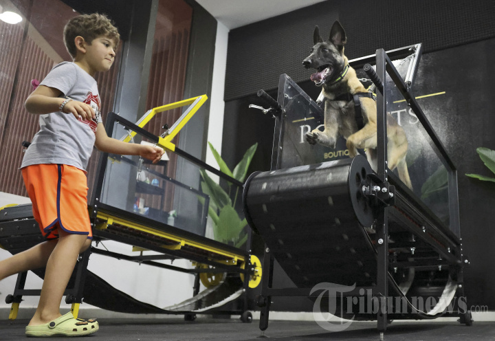 Cara Melatih Anjing Anda untuk Berputar