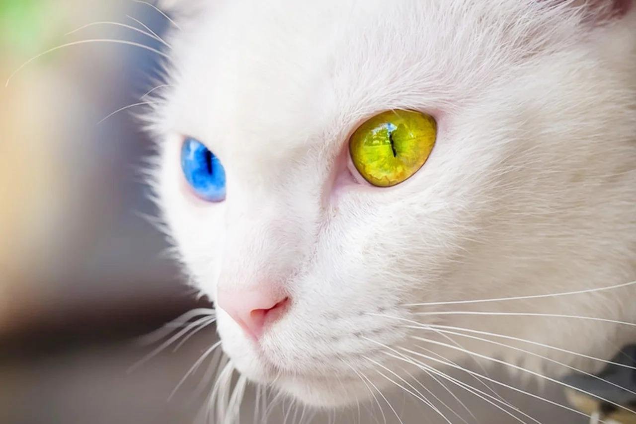 Khao Manee: Profil, Ciri dan Perawatan Kucing