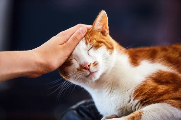 Ternyata 1 Oktober Jadi Hari Kopi Dunia: Sejarah dan Perayaannya