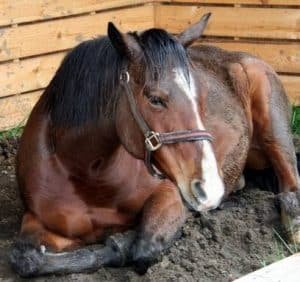 Mengapa Kuda Berdiri di Belakang dan Cara Menghentikannya