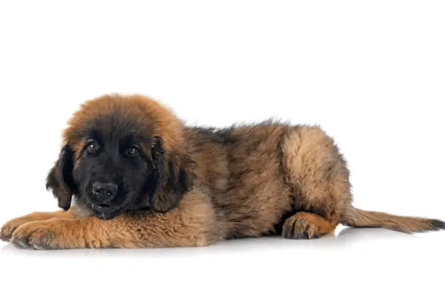 Sifat dan Perawatan Anjing Ras Leonberger (Leo)