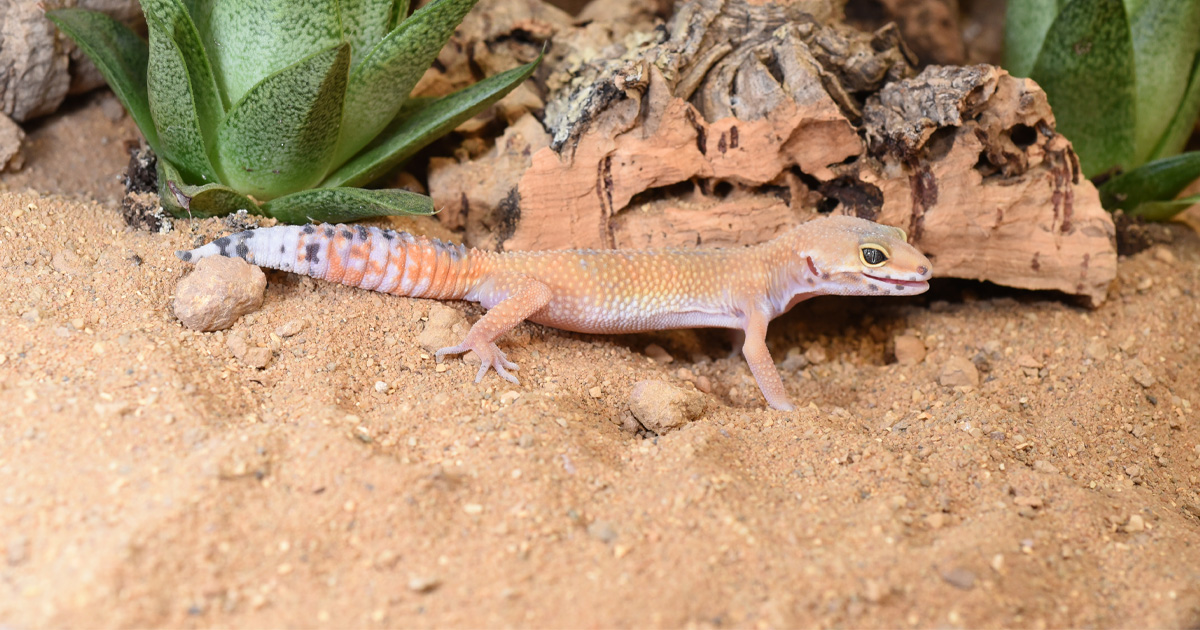 Cara Membangun Lingkungan yang Menarik untuk Gecko Bintang
