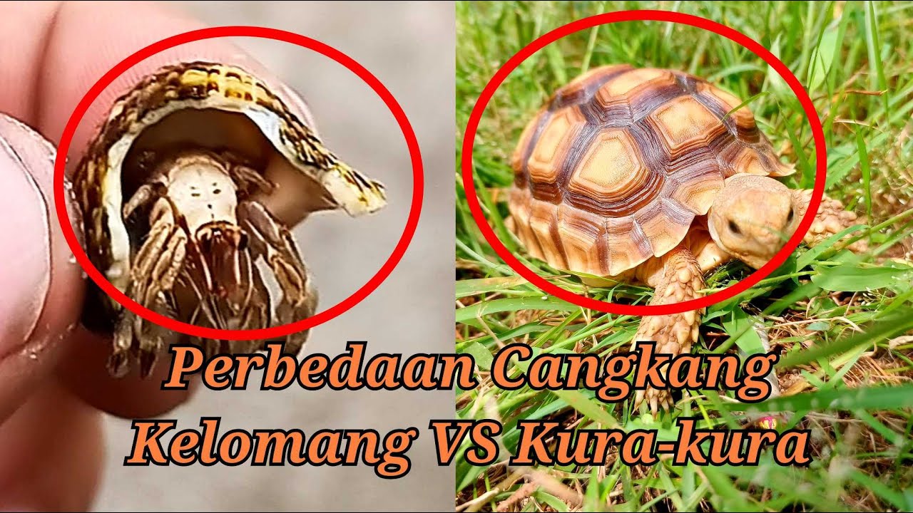 100 Nama Kepiting Kreatif dan Menyenangkan untuk Hewan Laut Peliharaanmu