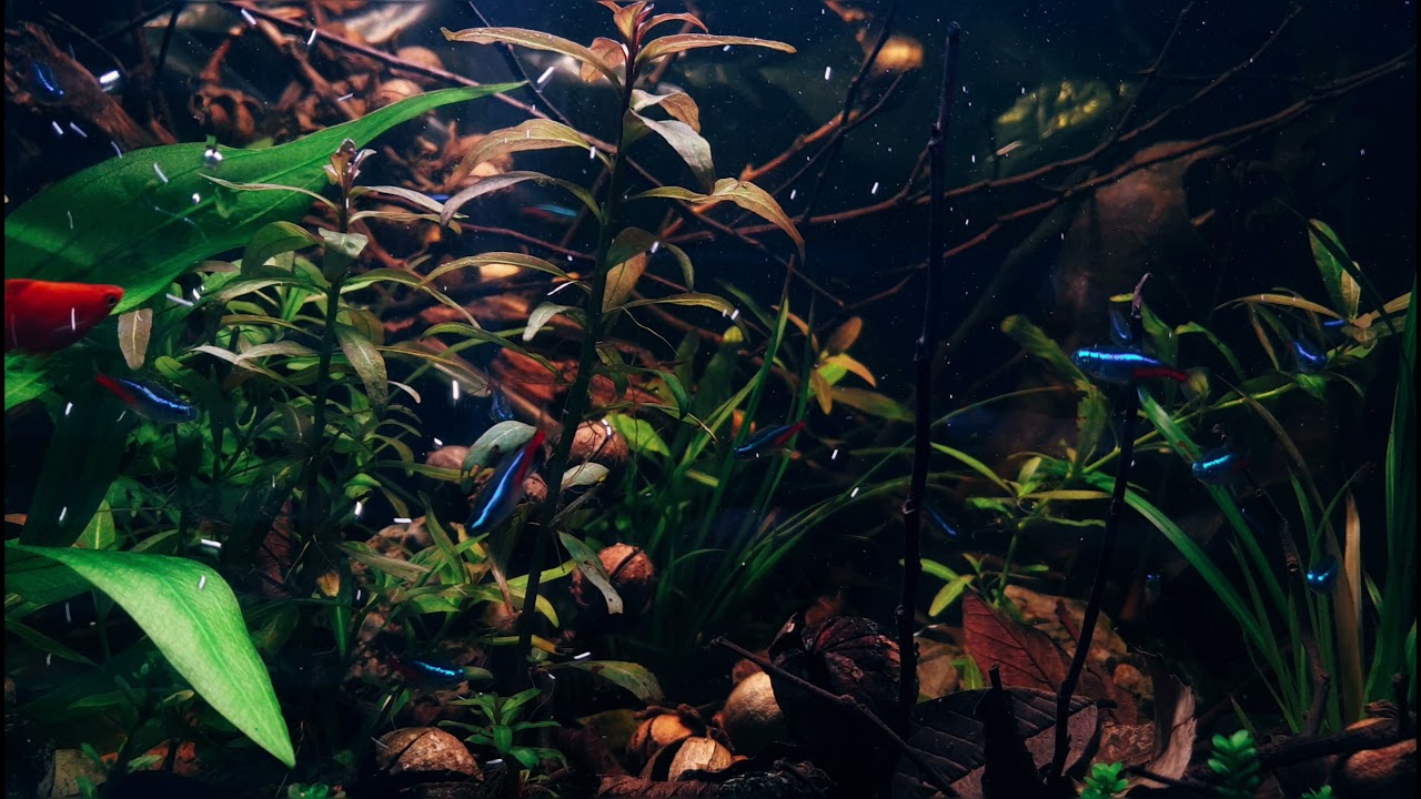 Ikan Cichlid Kribensis: Perawatan, Perkawinan, dan Pola Makan