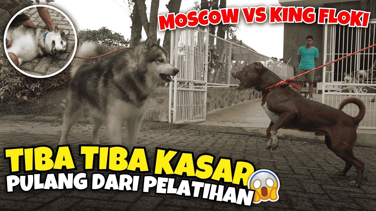 Cara Menghentikan Agresi Anjing: Strategi Nyata yang Efektif