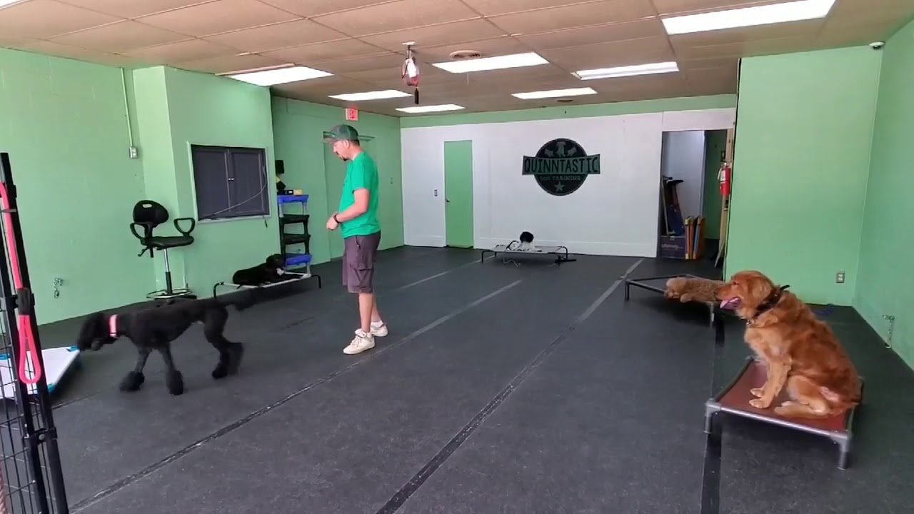 Cara melatih anjing Anda untuk kembali ke tempatnya