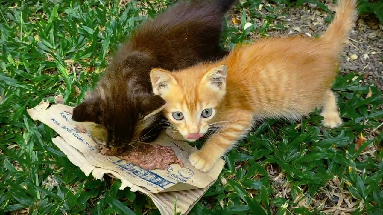8 Makanan Basah Terbaik untuk Anak Kucing 2025