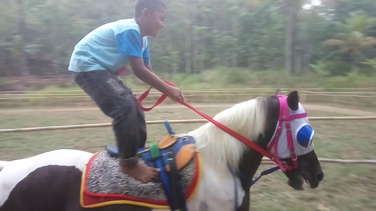 10 Suku Kuda dan Ponies Terbaik untuk Anak-anak
