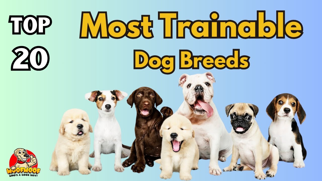 20 Anjing Paling Mudah Dilatih: Ras Terbaik untuk Ketaatan