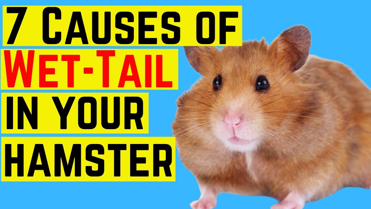 Apa Itu Penyakit Ekstrim pada Hamster?