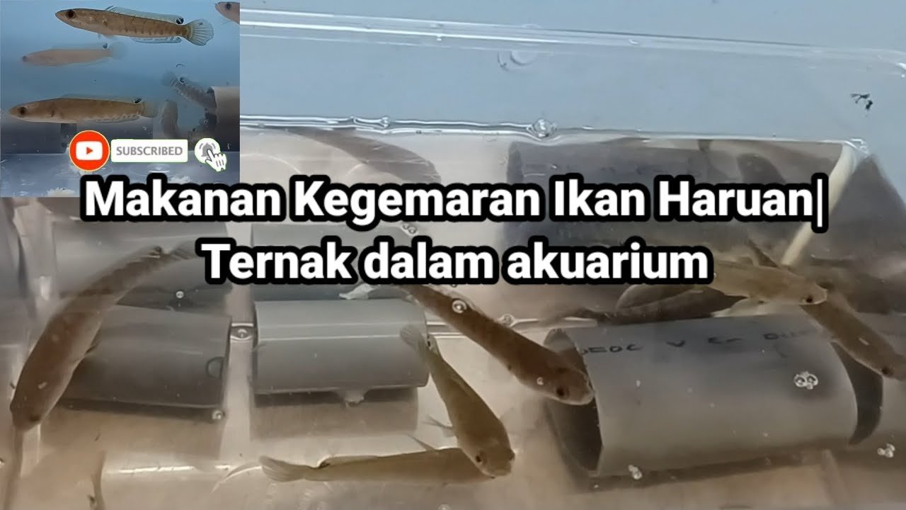 Mengapa Kucing Peliharaan Agresif dan Cara Menghentikannya