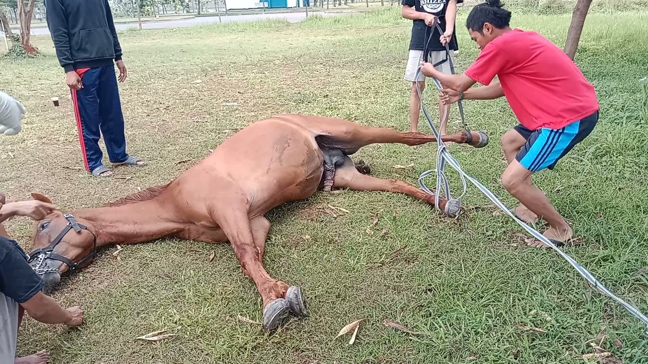 Penjelasan tentang Apa Itu Kuda Jantan yang Dioperasi