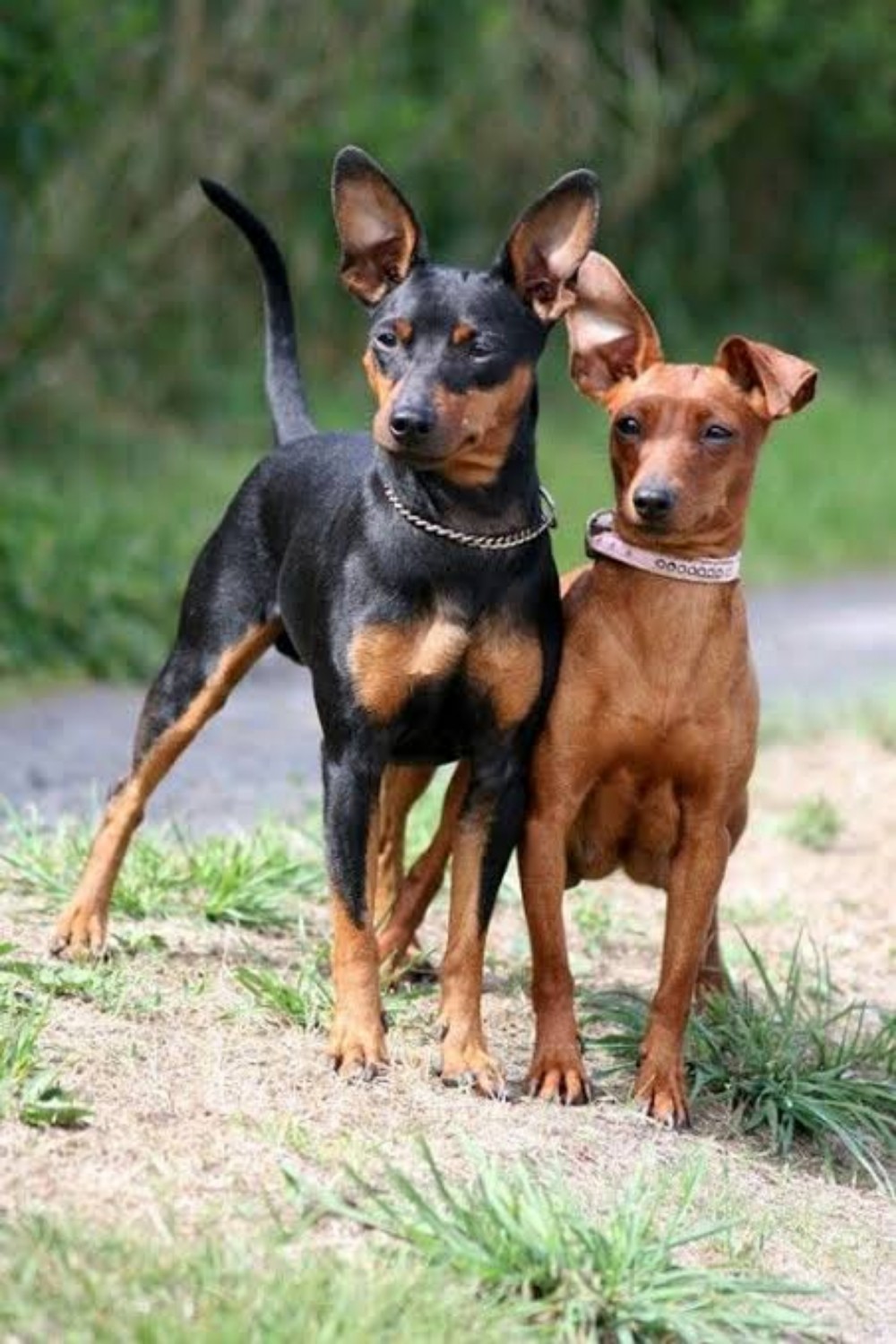 Ciri-ciri dan Perawatan Anjing Ras Miniature Pinscher