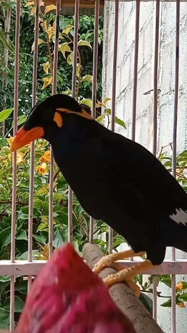 Mengapa Kakak Tua Menggigit dan Cara Menghentikannya