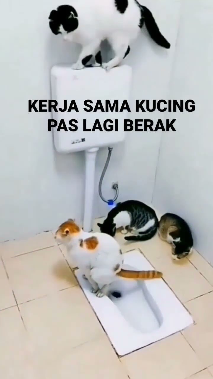 Apa yang Harus Dilakukan Jika Kucingmu Bersendawa