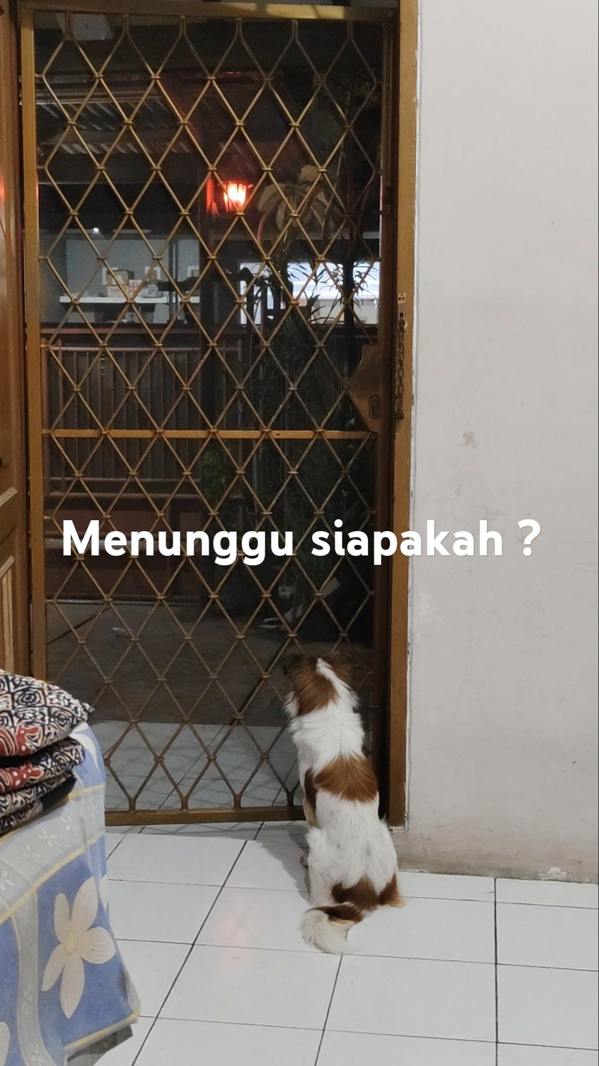 Cara melatih anjing Anda untuk menunggu