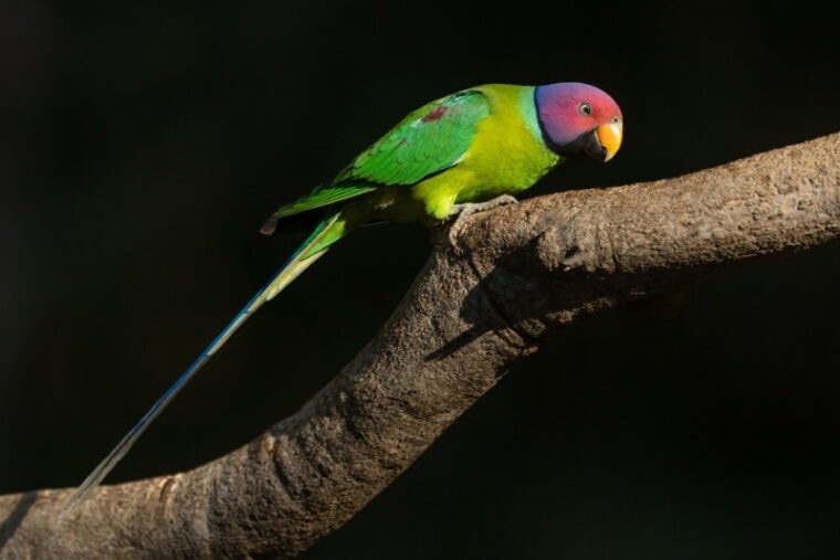 Parakeet Kepala Plum — Profil Lengkap, Sejarah, dan Perawatan