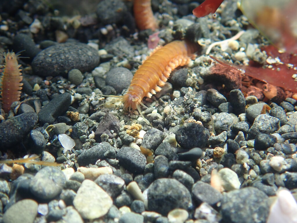 Cacing Bulu di Akuarium: Manfaat dan Penghapusan