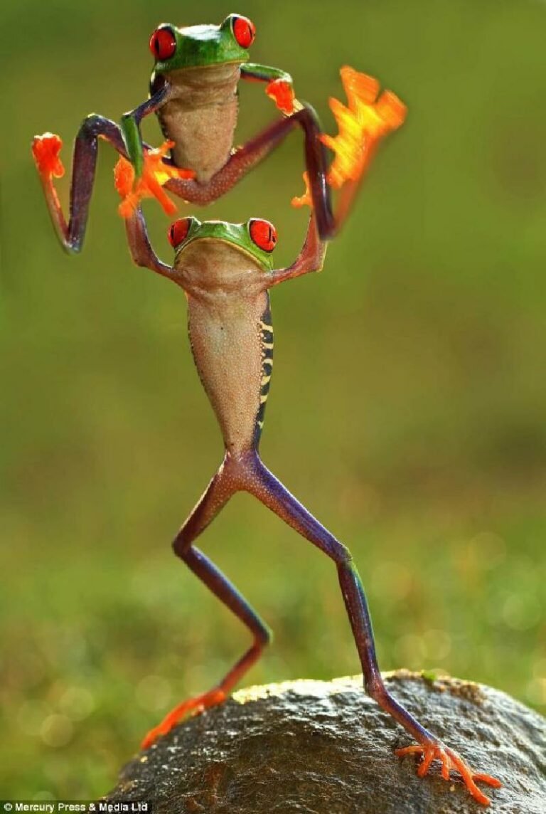 Nama-nama untuk Katak dan Bunglon Peliharaan