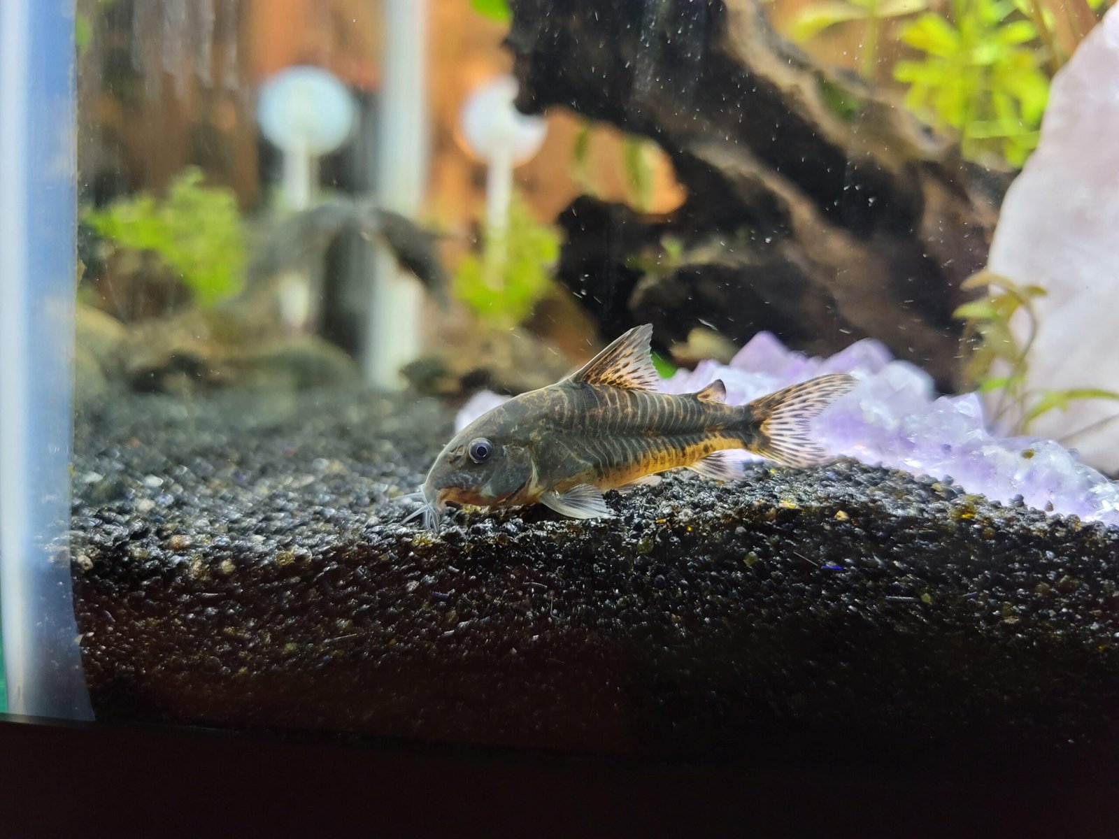 Profil Spesies Ikan Cory Bercak