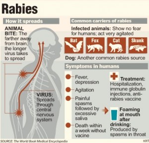 Tanda-tanda Rabies pada Kucing