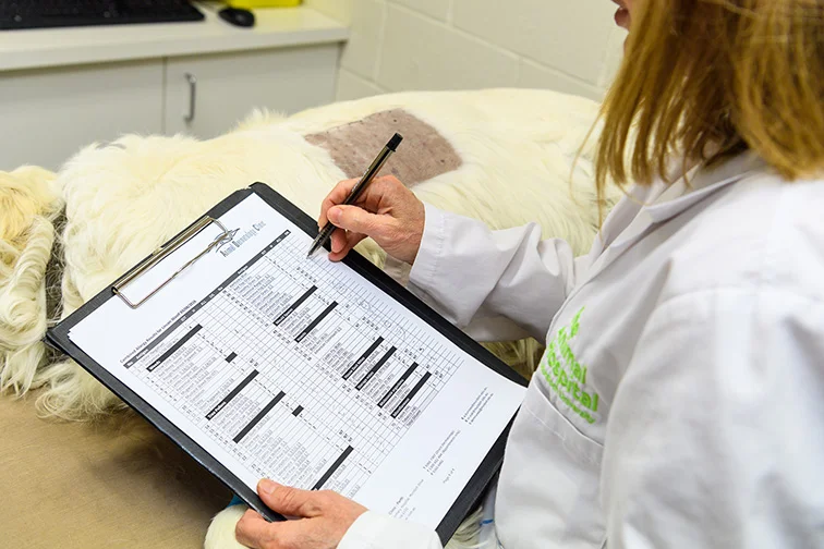 Ya, Uji Alergi Hewan Peliharaan Ada—Tapi Apakah Hewan Peliharaanmu Benar-Benar Membutuhkannya?