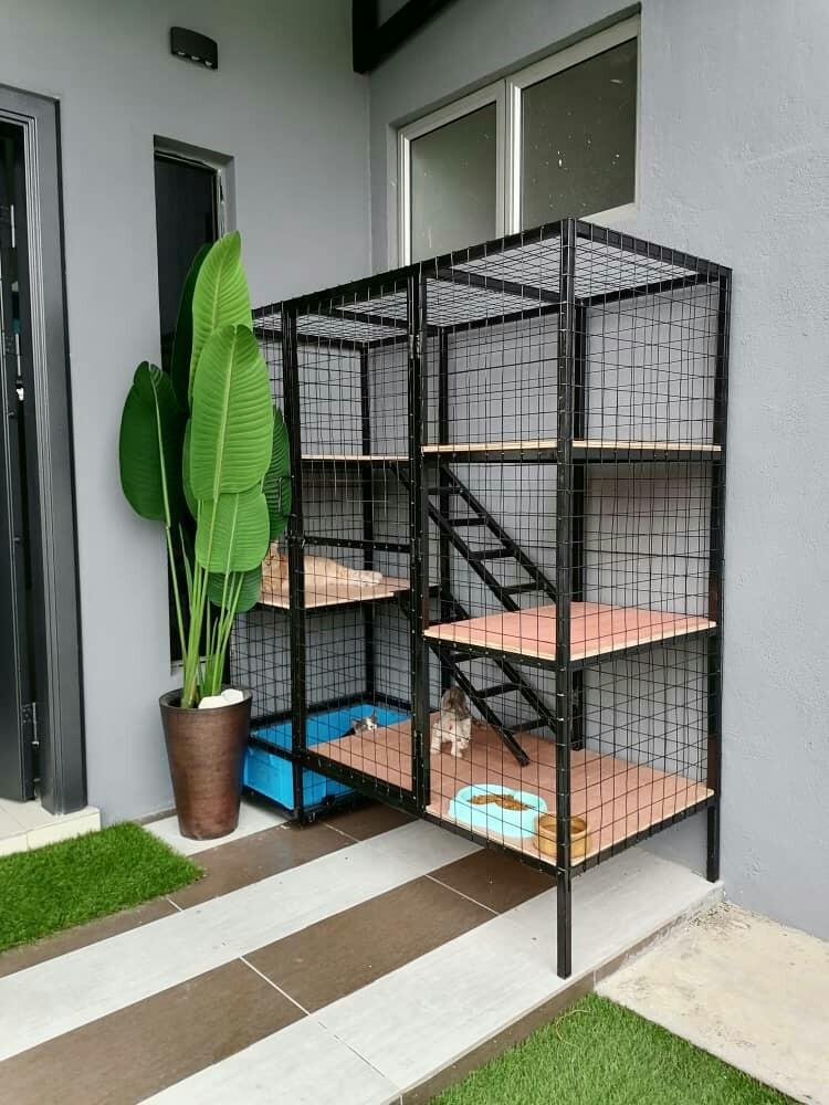 Cara Mengatasi dan Mencegah Kutu Kucing