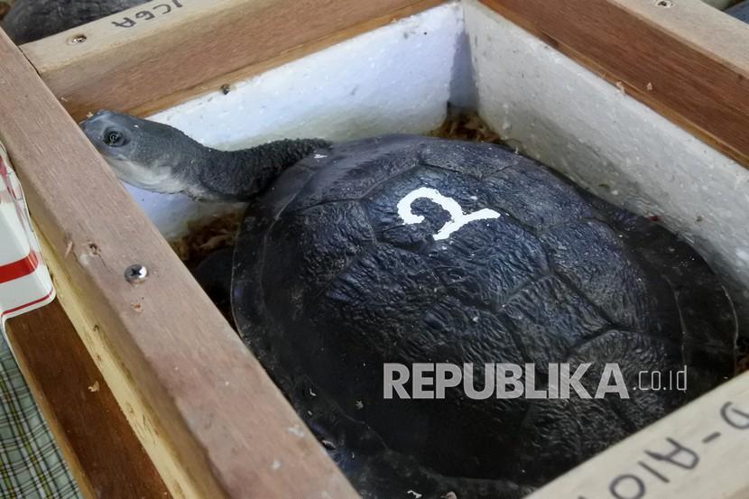 Kura-kura Air Tawar: Profil Spesies dan Panduan Perawatan