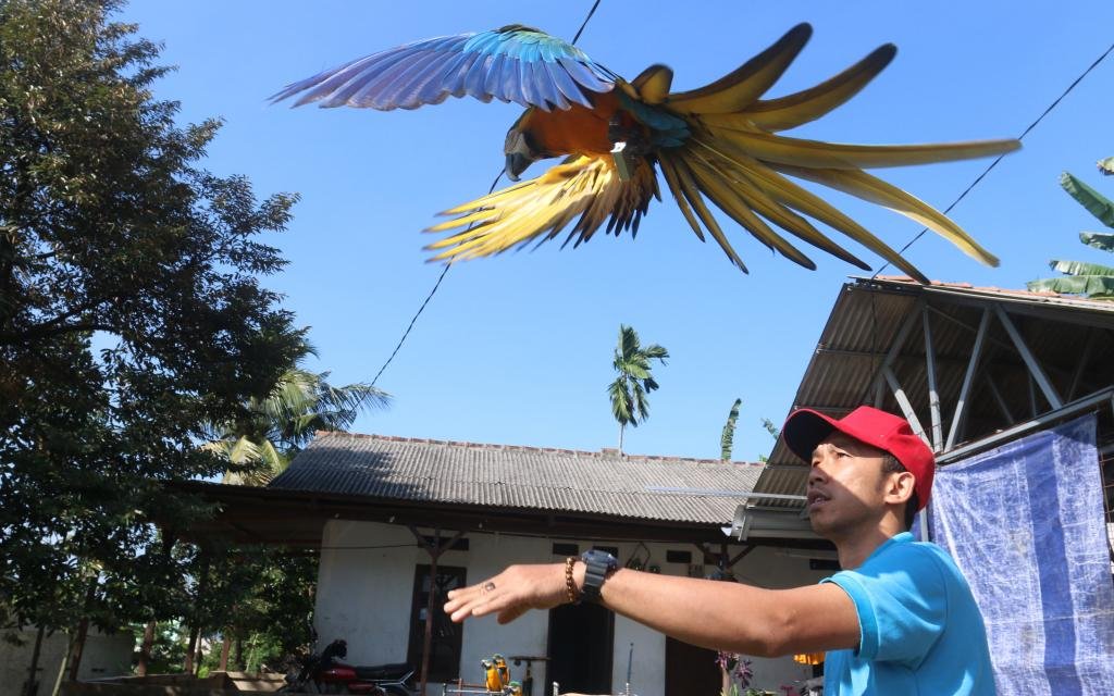 Cara Mengangkat Burung dengan Aman