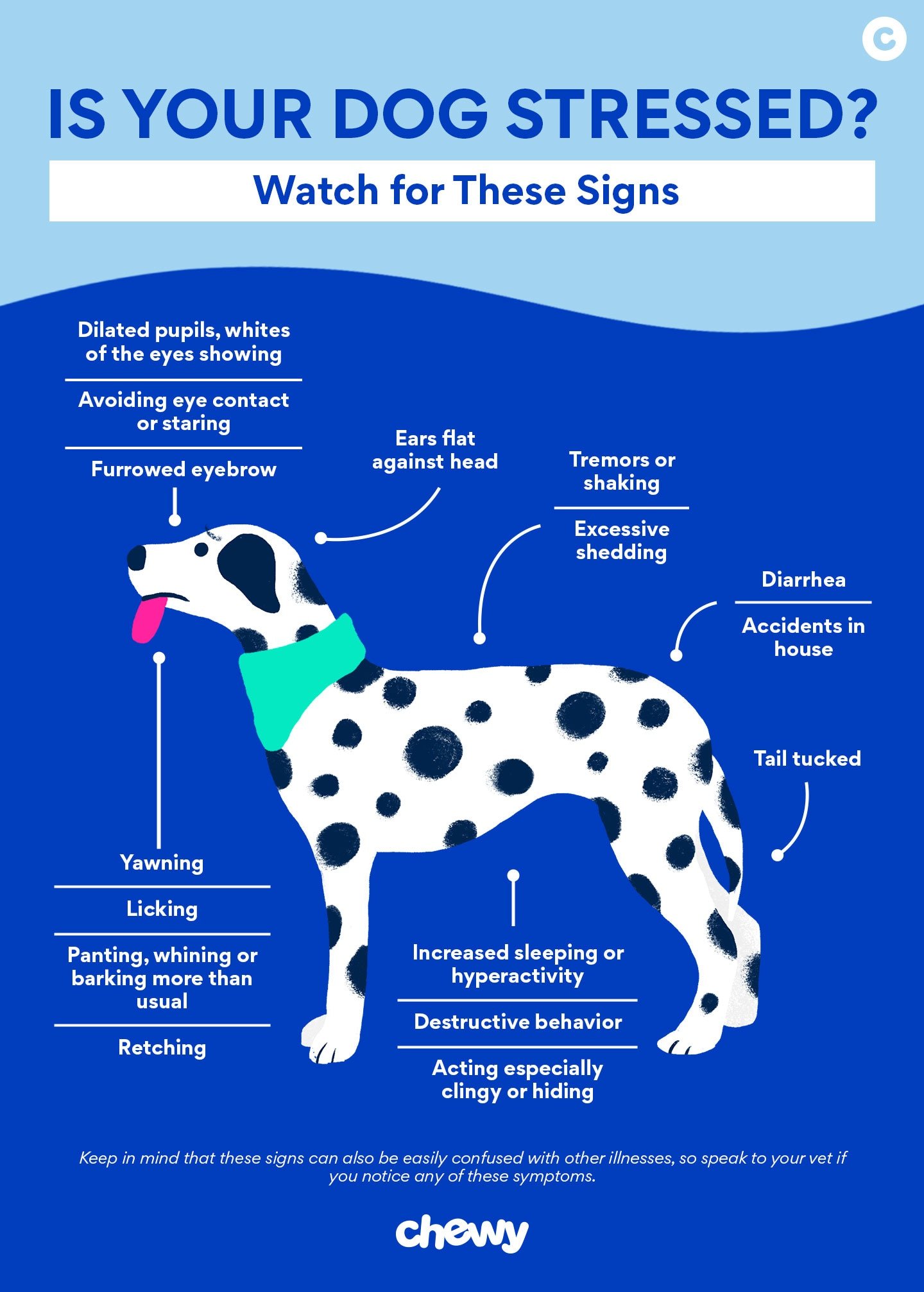 8 Alat Tenang Terbaik untuk Anjing, Diuji dan Direview