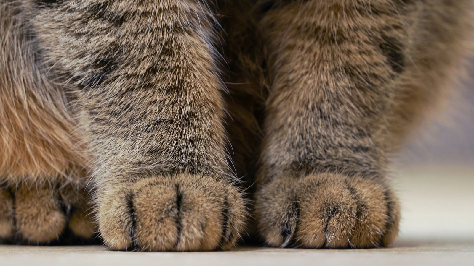 Mengapa Benang Bukan Mainan Aman untuk Kucing