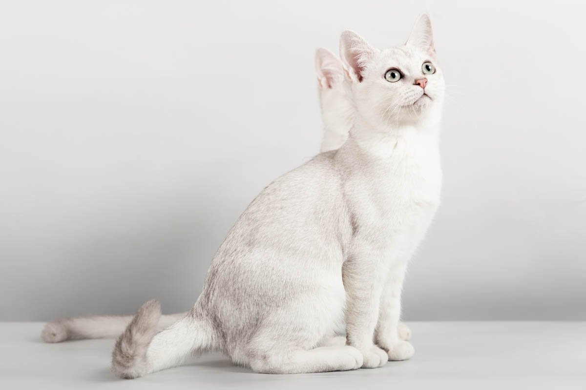 Burmilla: Profil, Ciri-ciri dan Perawatan Kucing