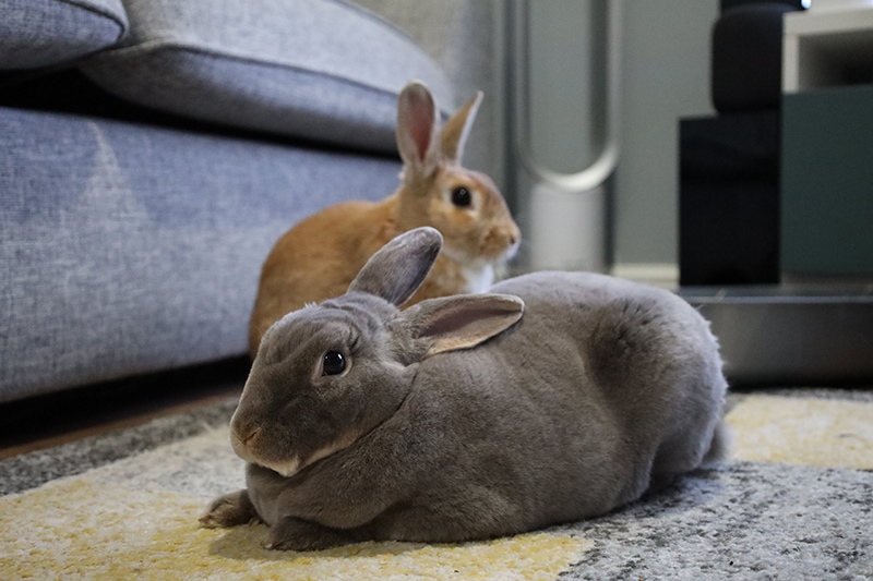 Cara Merawat Kelinci Mini Rex