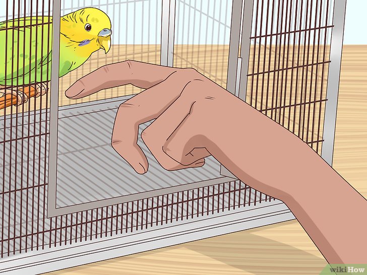 Berapa Harga Membeli dan Merawat Burung Peliharaan?